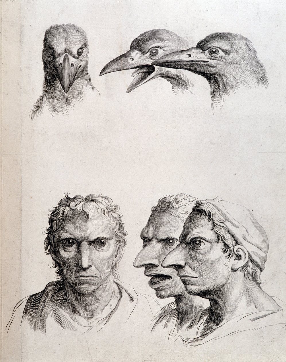 Profiler af fugl og "man-bird (man-bird)" - af Lebrun, i "" Behandler om menneskets fysionomie sammenlignet med dyrs"" af Charles Le Brun