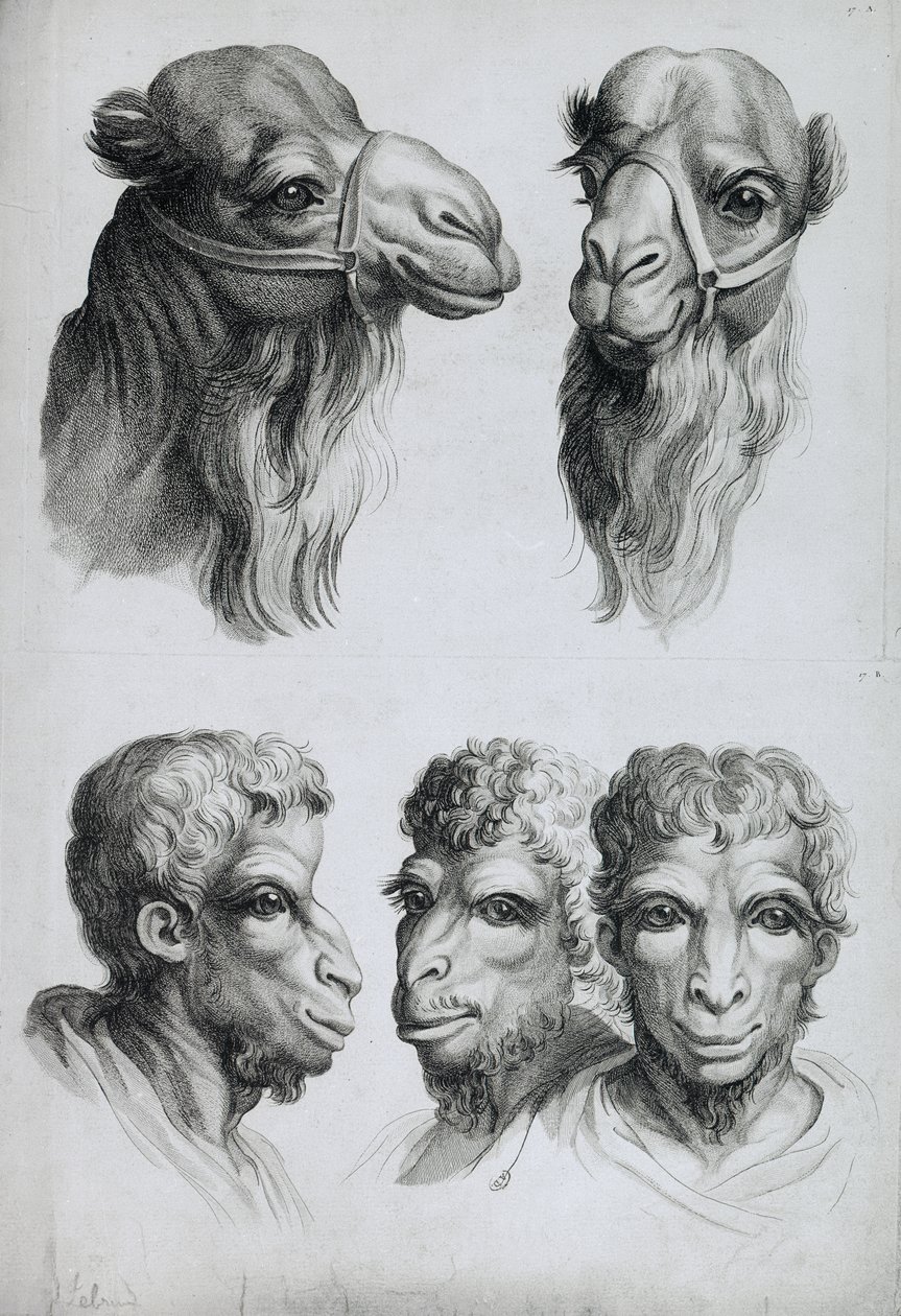 Ligheder mellem et kamelhoved og et menneskehoved, fra "Livre de portraiture pour ceux qui commencent a dessiner" af Le Brun af Charles Le Brun