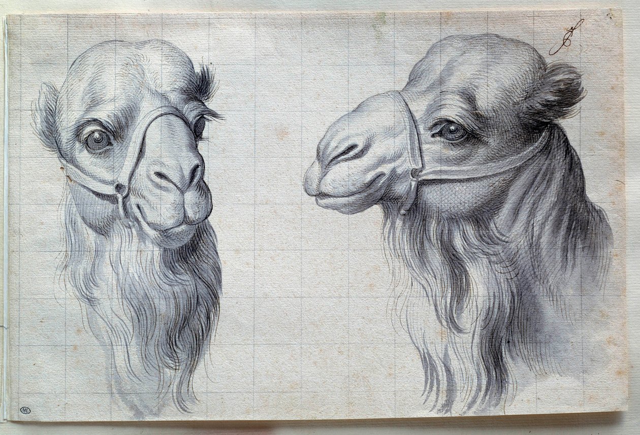 Studier af to kamelhoveder Tegning af Charles Lebrun (Le Brun) (1619-1690) 1600-tallet. Svag. 0,22x0,32 m. Paris, Louvre-museet af Charles Le Brun
