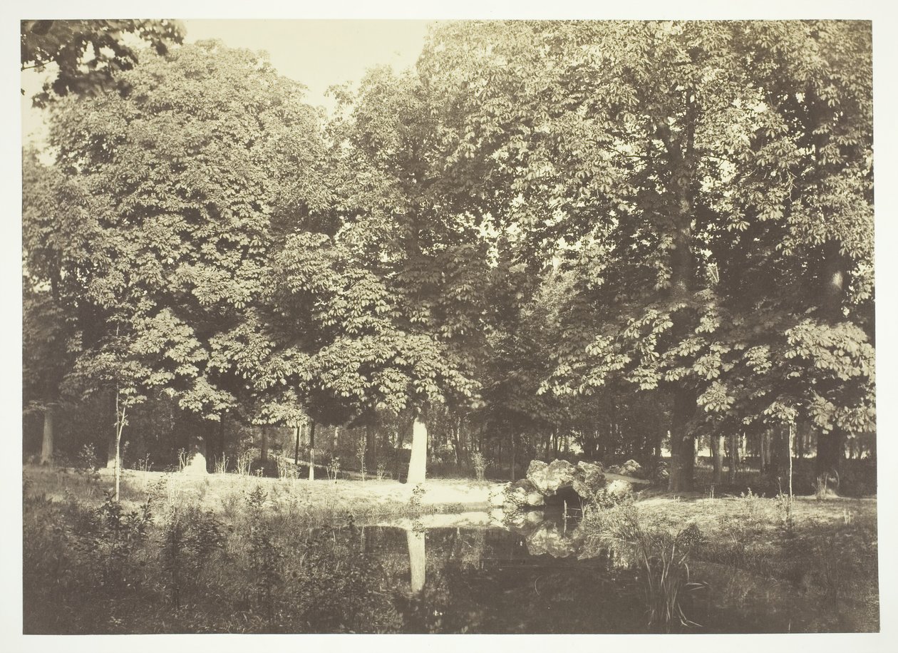 Uden titel, c. 1850. [Træer nær vand i Bois de Boulogne, en park i Paris]. af Charles Marville