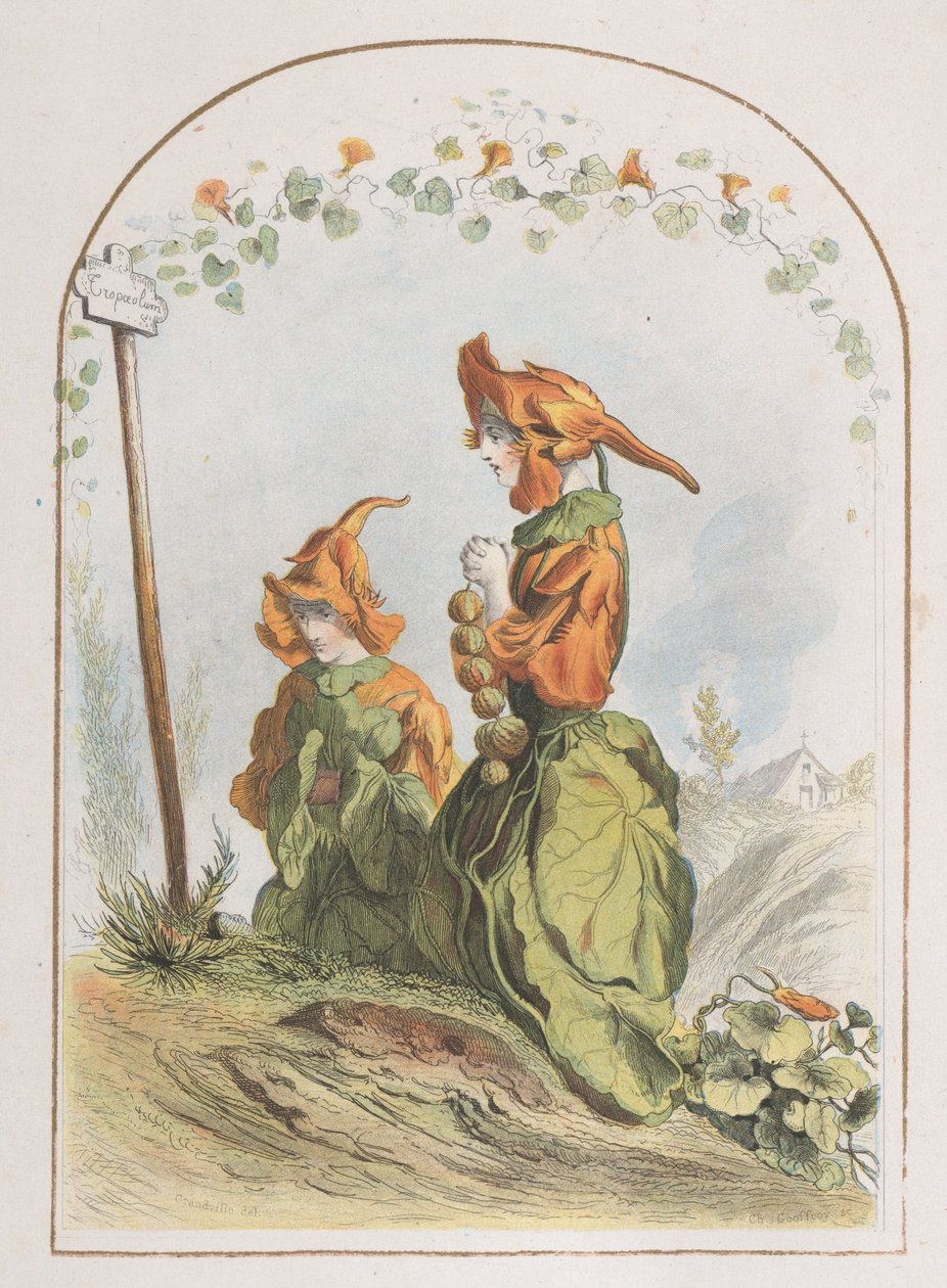 Nasturtium, fra animerede blomster, 1820-70., 1820-70. af Charles Michel Geoffroy