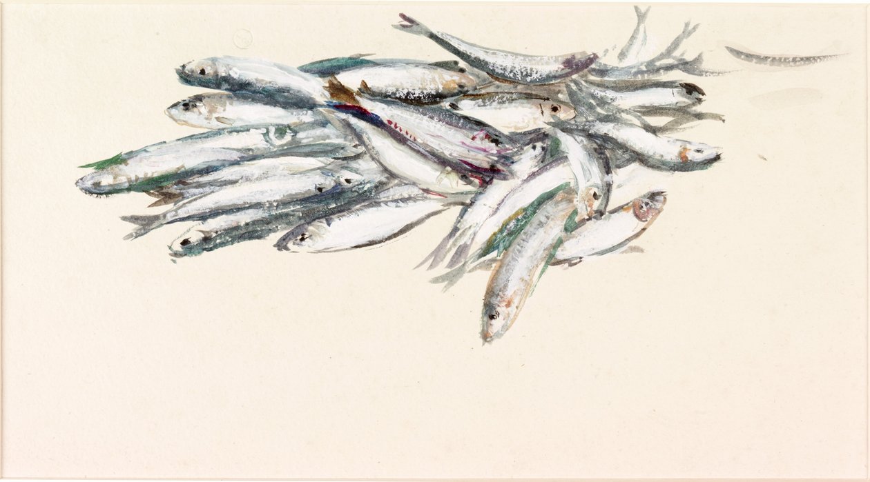 Undersøgelse af fisk (kropsfarve og akvarel på papir) af Charles Napier Hemy