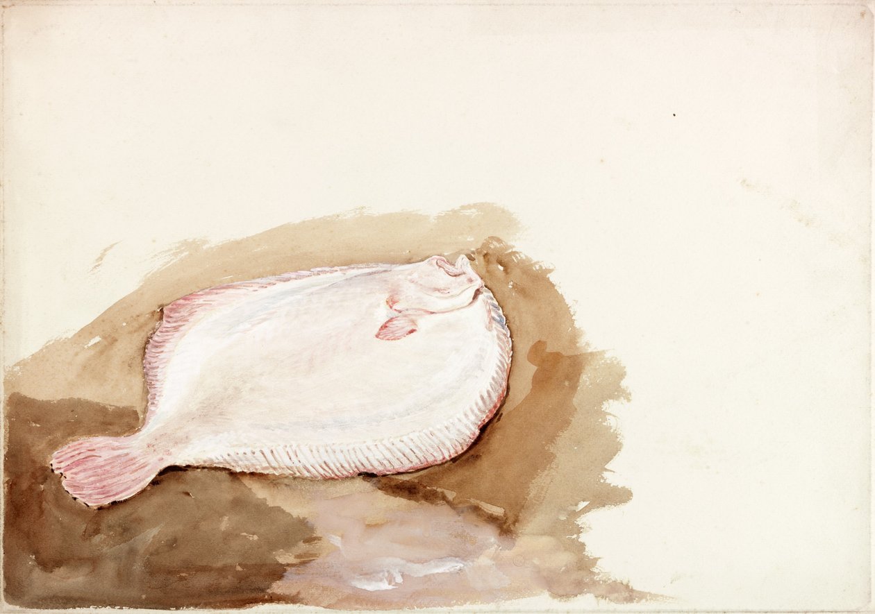 Studie af en flad fisk (kropsfarve) af Charles Napier Hemy