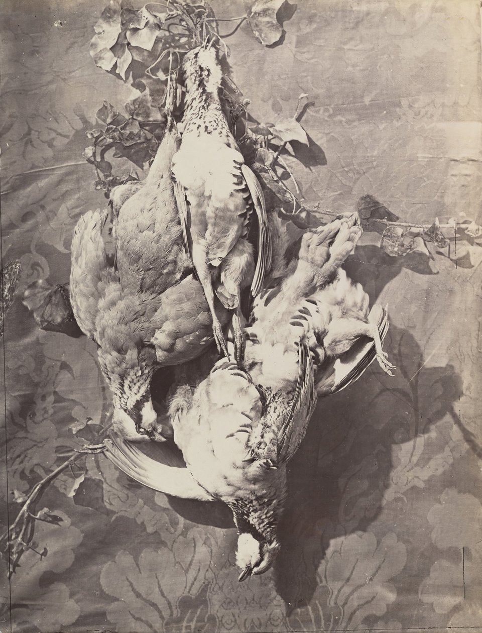 [Stilleben med fuglevildt], 1859. af Charles Nègre