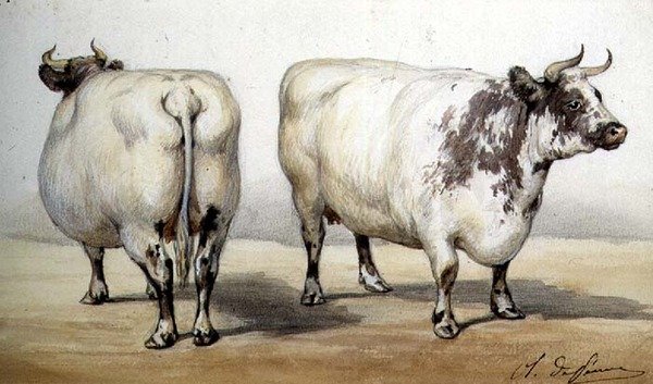 Studie af to langhornede køer (akvarel) af Charles Oliver de Penne
