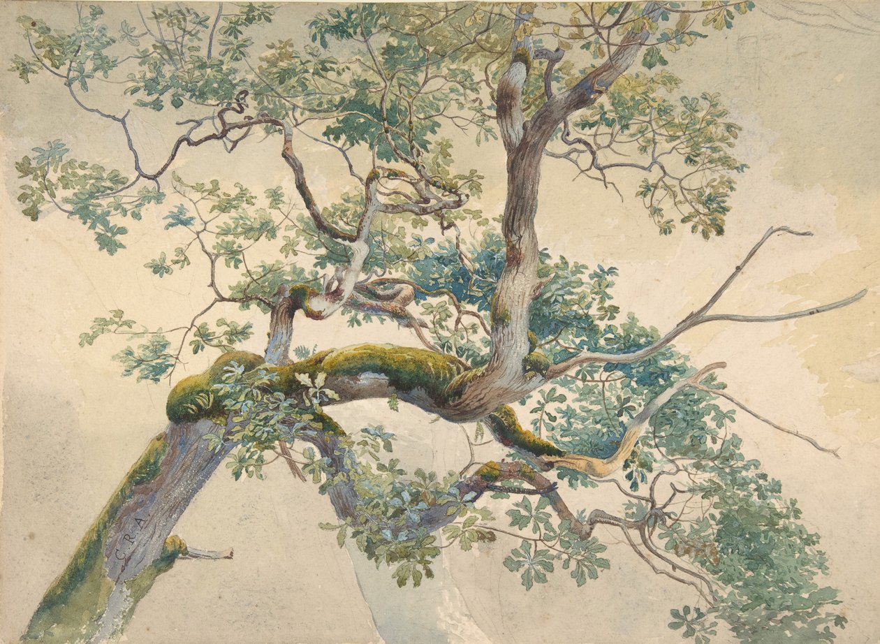Trægrene, 1852-1908. af Charles Reginald Aston