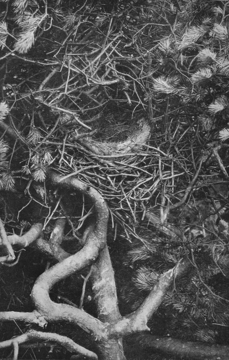 Nest of Magpie, c1882, 1912 af Charles Reid