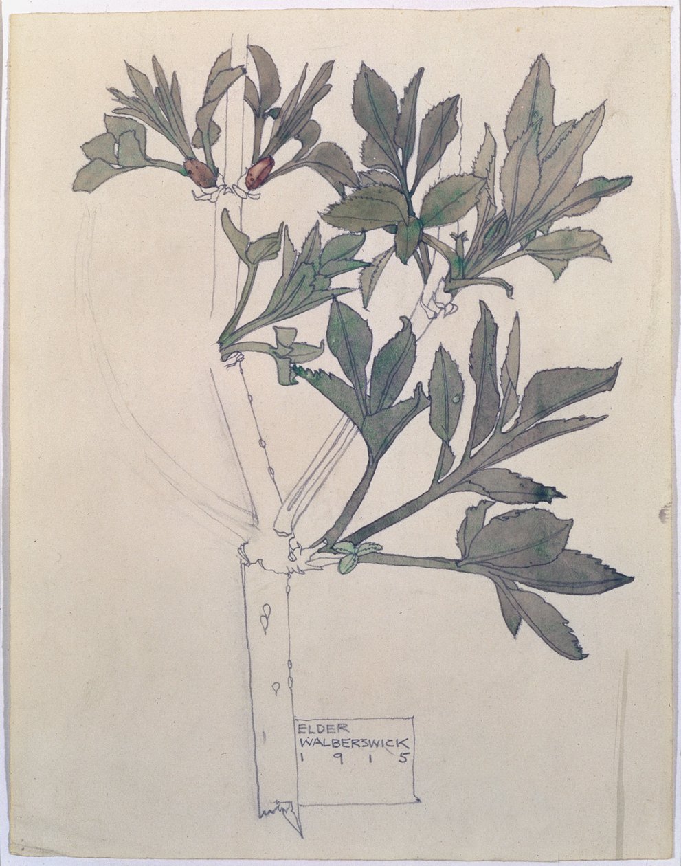Elder, Walberswick, 1915 (wc & blyant på papir) af Charles Rennie Mackintosh
