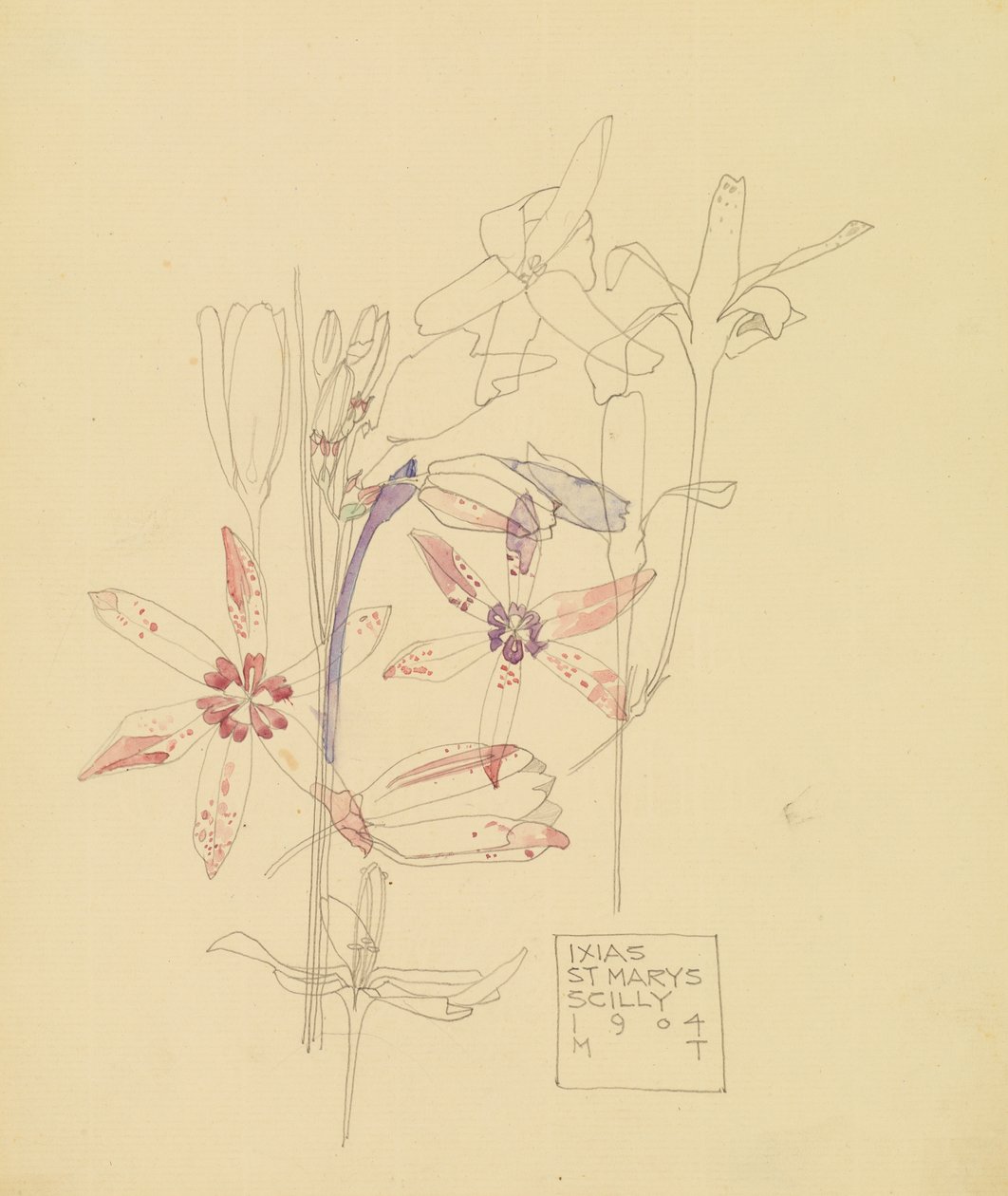 Ixias af Charles Rennie Mackintosh