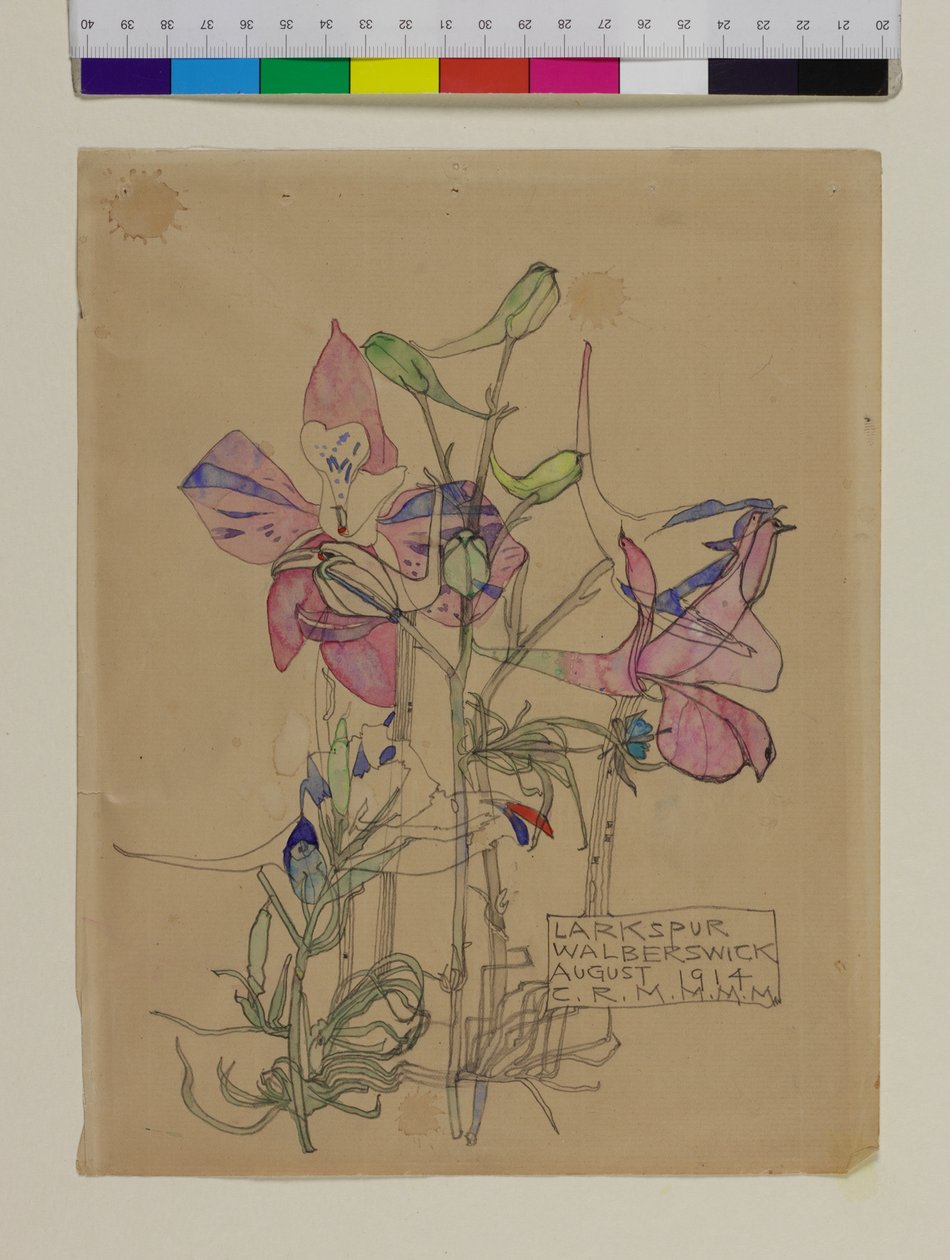 Larkspur, 1914dani af Charles Rennie Mackintosh