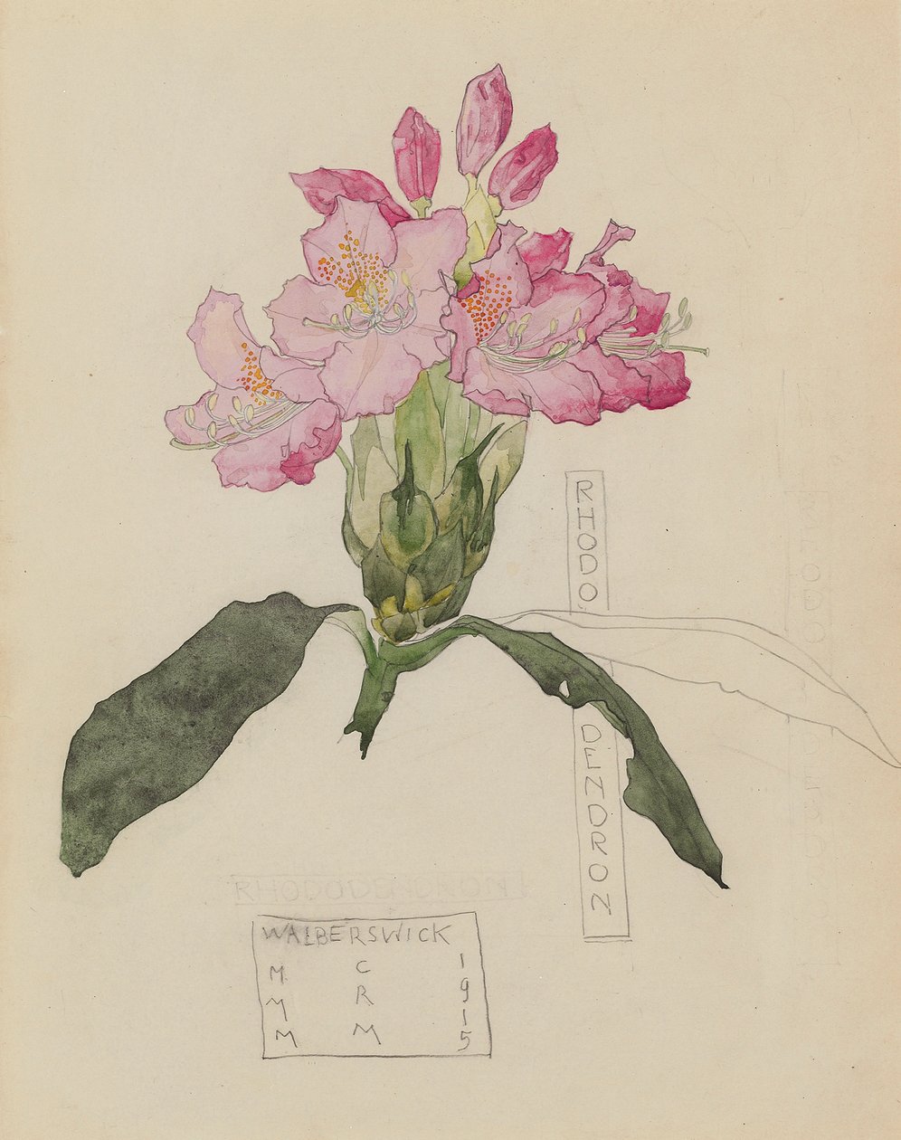 Undersøgelse af en Rhododendron af Charles Rennie and MacDonald Mackintosh Margaret Mackintosh