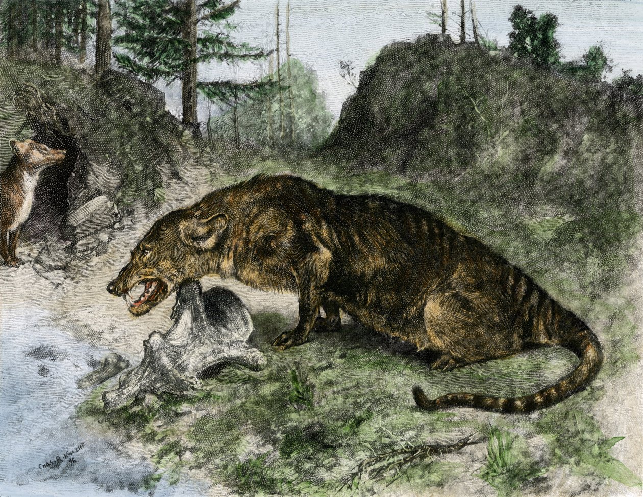 Forhistorie: en mesonyx ved bredden af Uintah-søen i Utah og Wyoming (USA) (kobberstik) af Charles Robert Knight