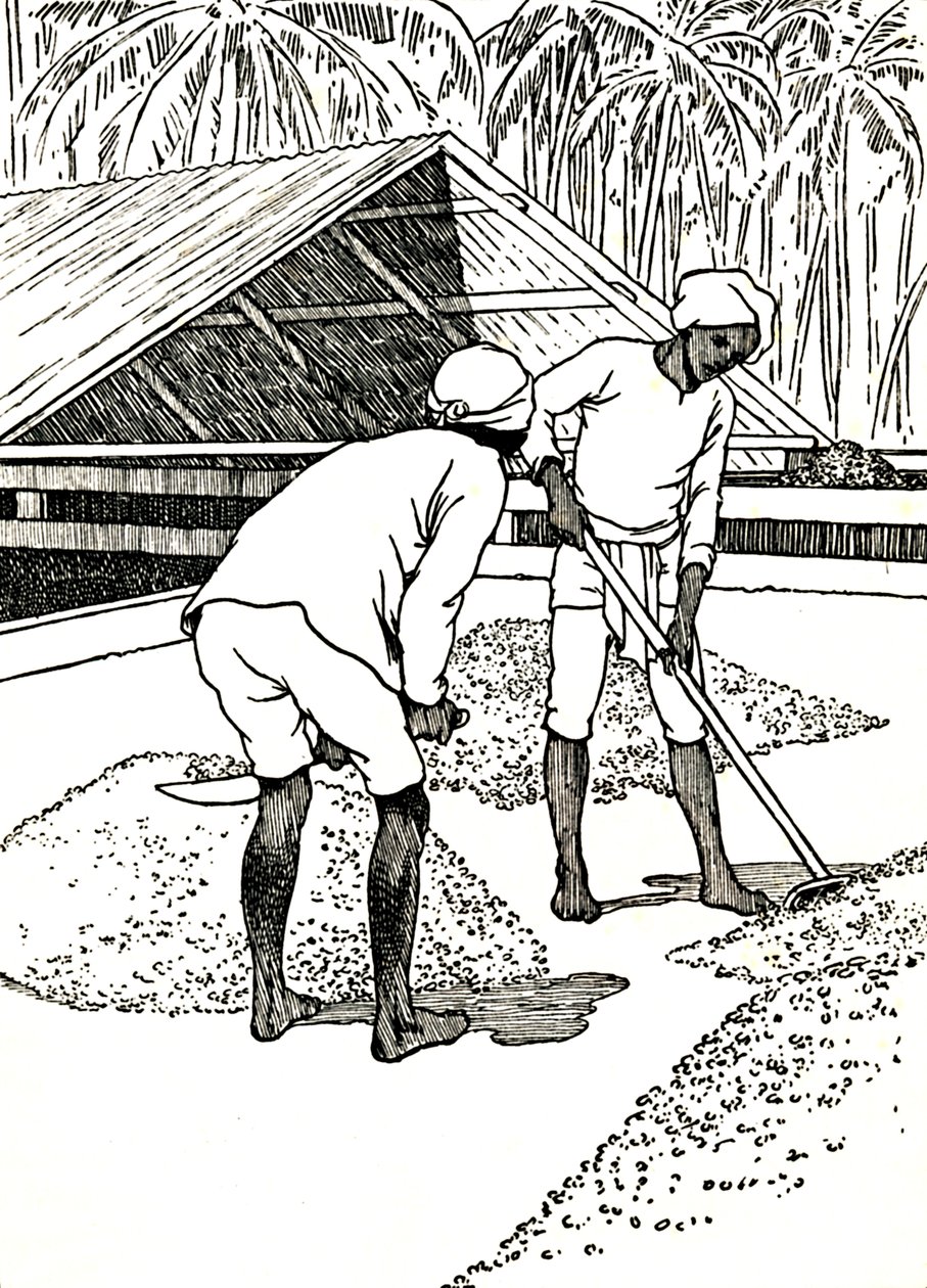 Tørring af kakaoen, 1912 af Charles Robinson