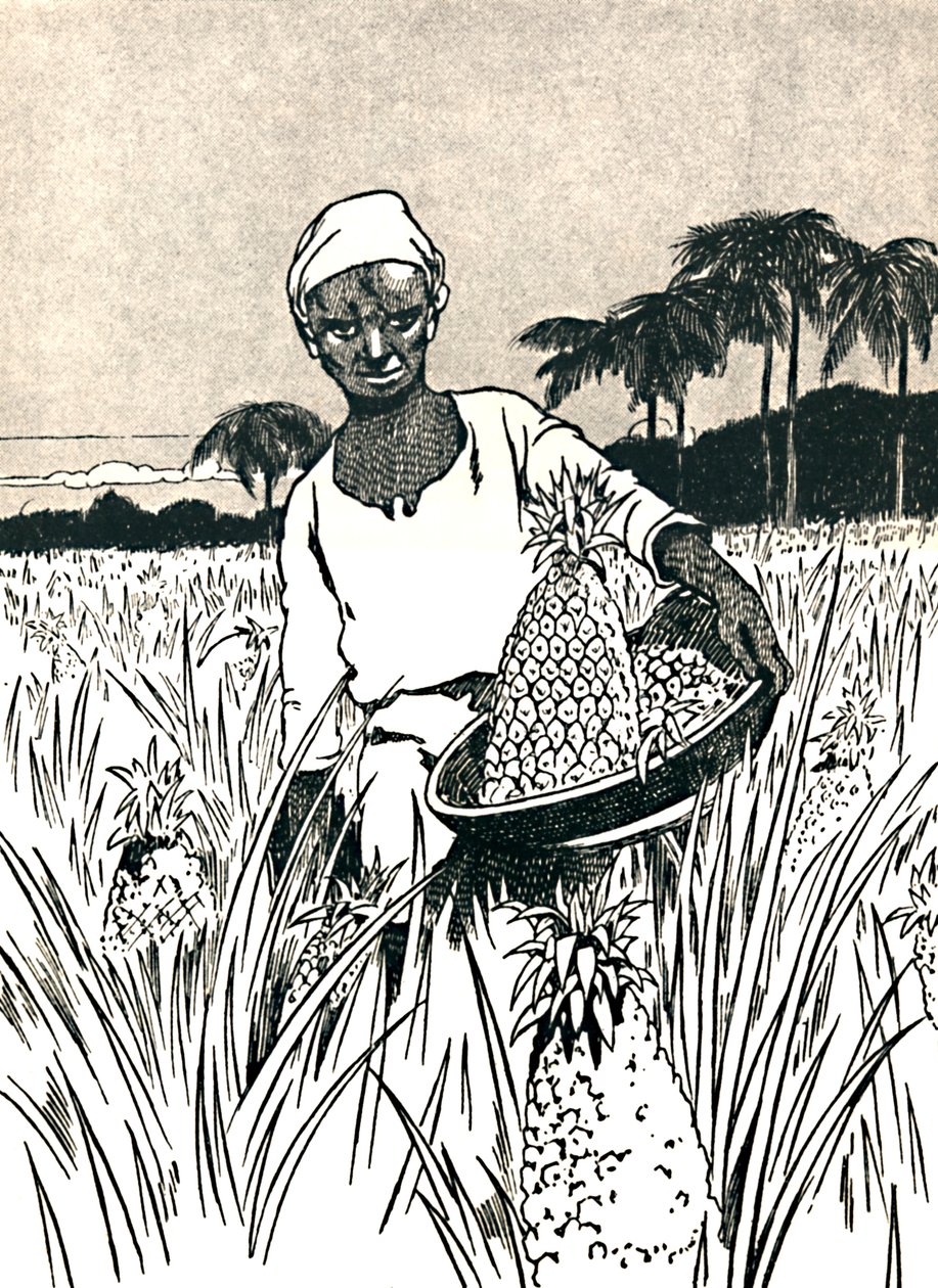Indsamling af ananas, 1912 af Charles Robinson