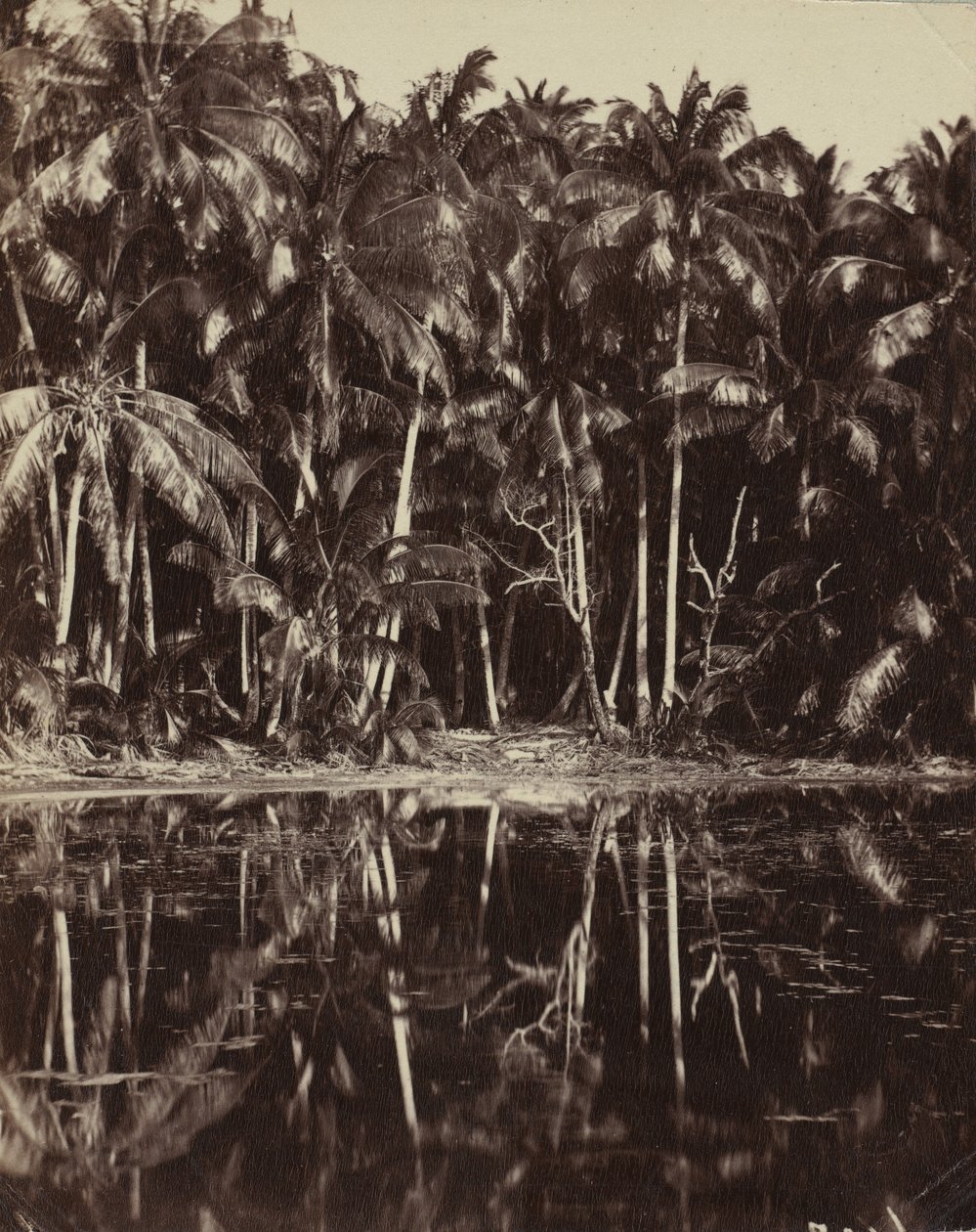 Tetiaroa - En Paumotu-lagune, 1880