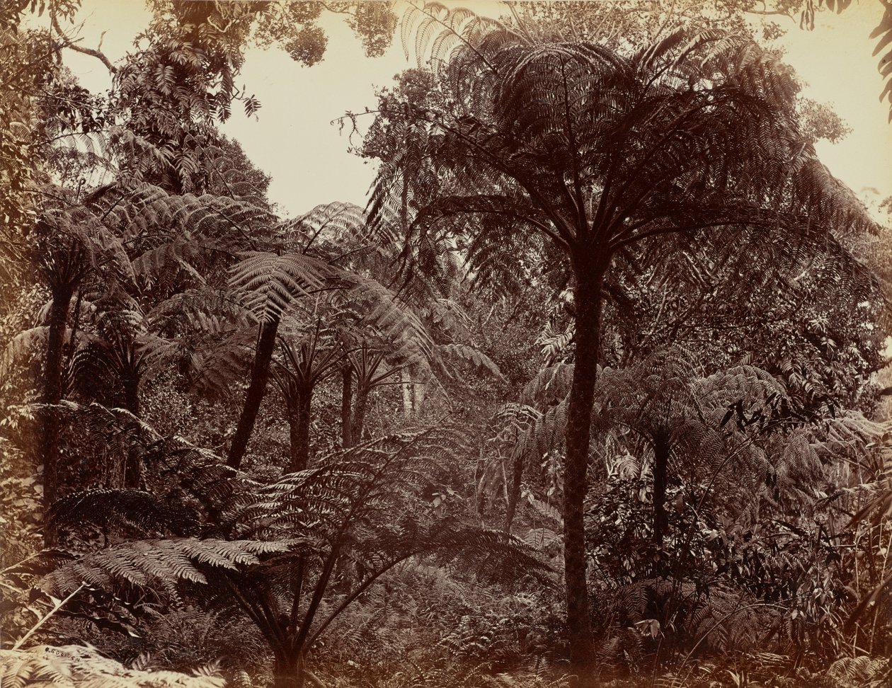 Hakgala Gardens, Nuwara Eliya af Charles T. Scowen