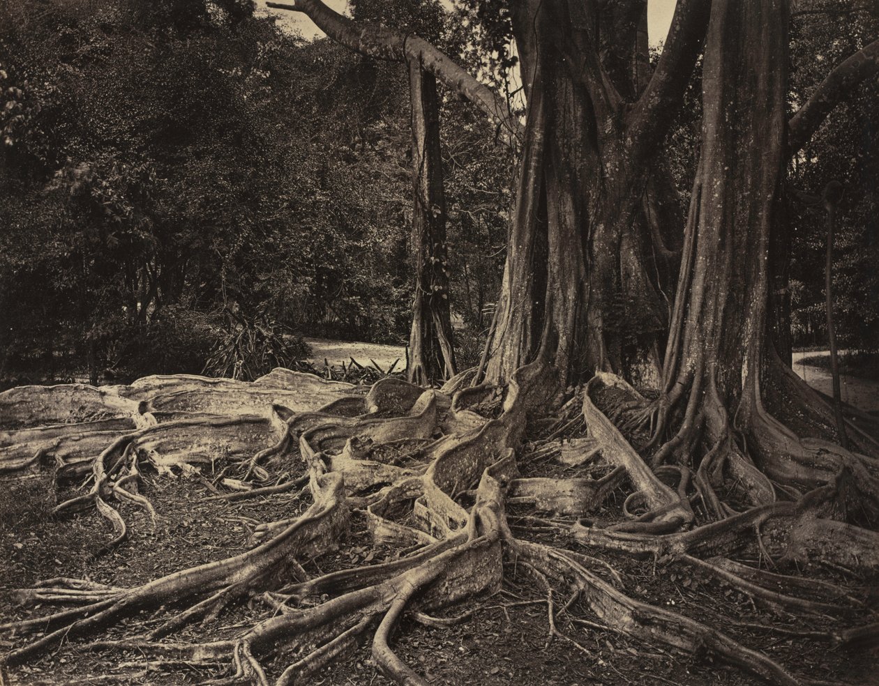 Rubber Tree, Assam, Indien (Ficus Elastica) af Charles T. Scowen