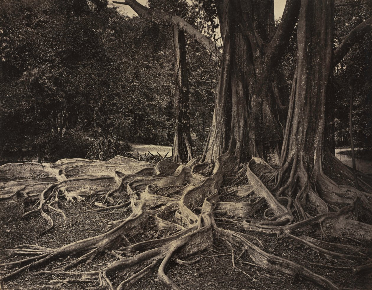 Rubber Tree, Assam, Indien Ficus Elastica, ca. 1880