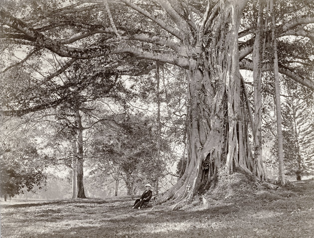 En herre, der sidder under et stort indfødt træ i British Ceylon, nu kaldet Sri Lanka, 1880