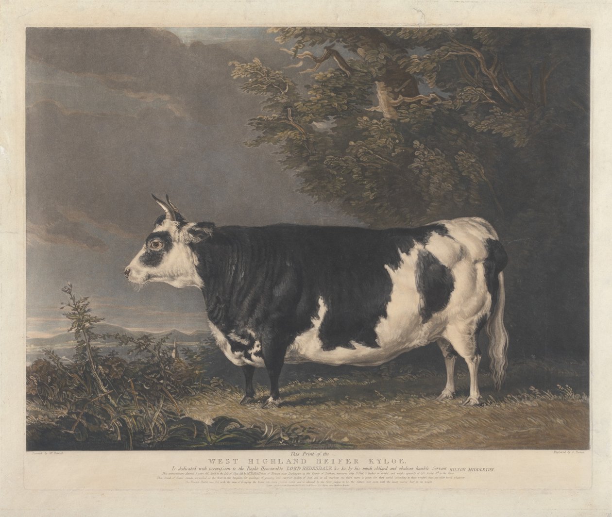 Kyloe, en kvie af racen West Highland af Charles Turner