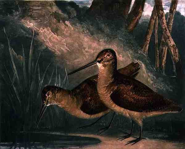 Woodcocks, plade 4 af British Feather Game, indgraveret af kunstneren, pub. af R. Ackermann, ca. 1810 (mezzotintgravering) af Charles Turner