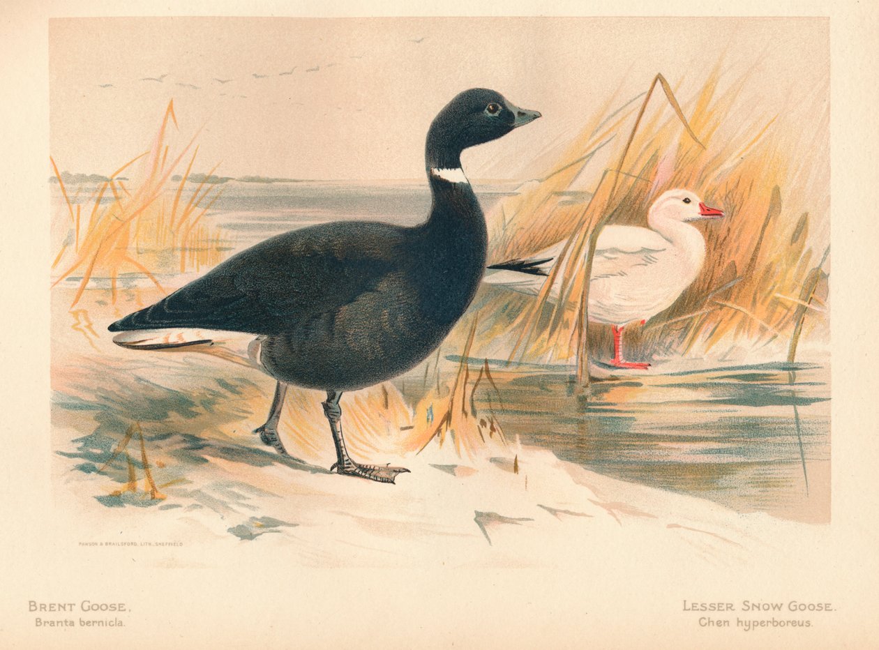 Brentgås Branta bernicla, lille snegås Chen hyperboreus, 1900, 1900 af Charles Whymper