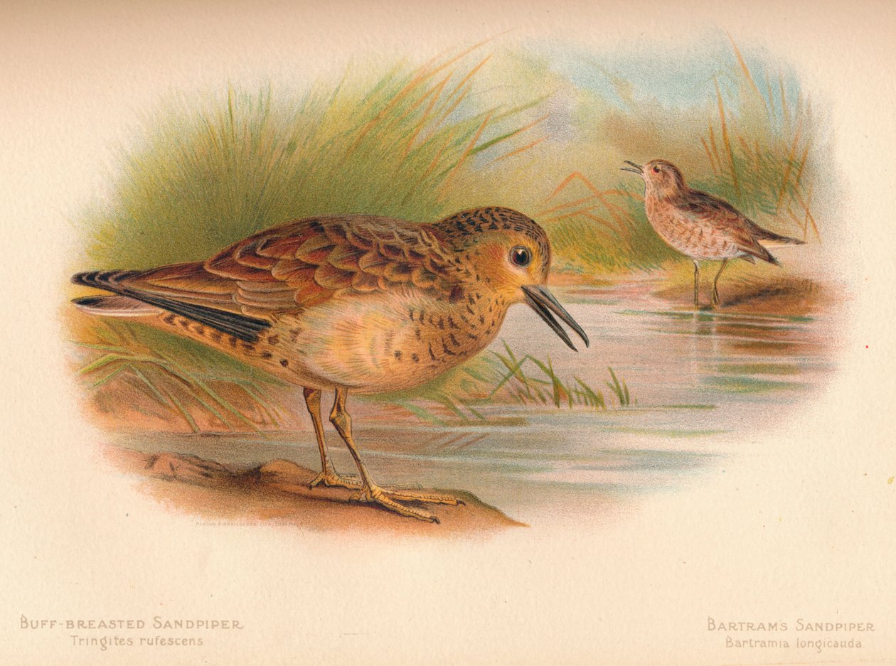 Buff-breasted Sandpiper Tringites rufescns, Bartrams Sandpiper Bartramia longicauda, 1900, 1 af Charles Whymper