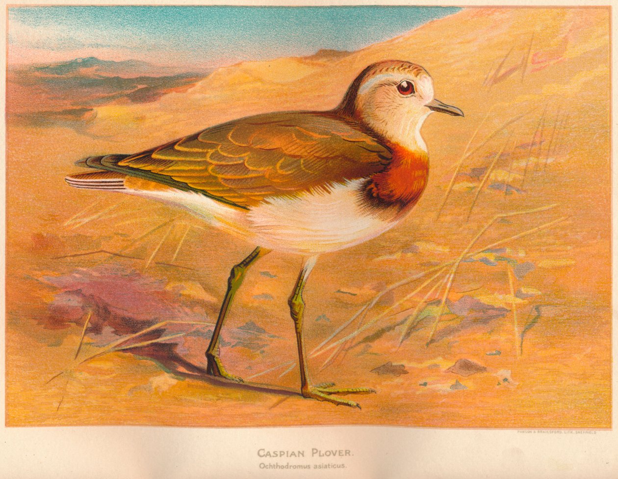 Kaspisk højhvide Ochthodromus asiaticus, 1900, 1900 af Charles Whymper