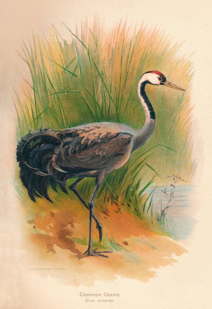 Trane Grus cinerea, 1900, 1900 af Charles Whymper
