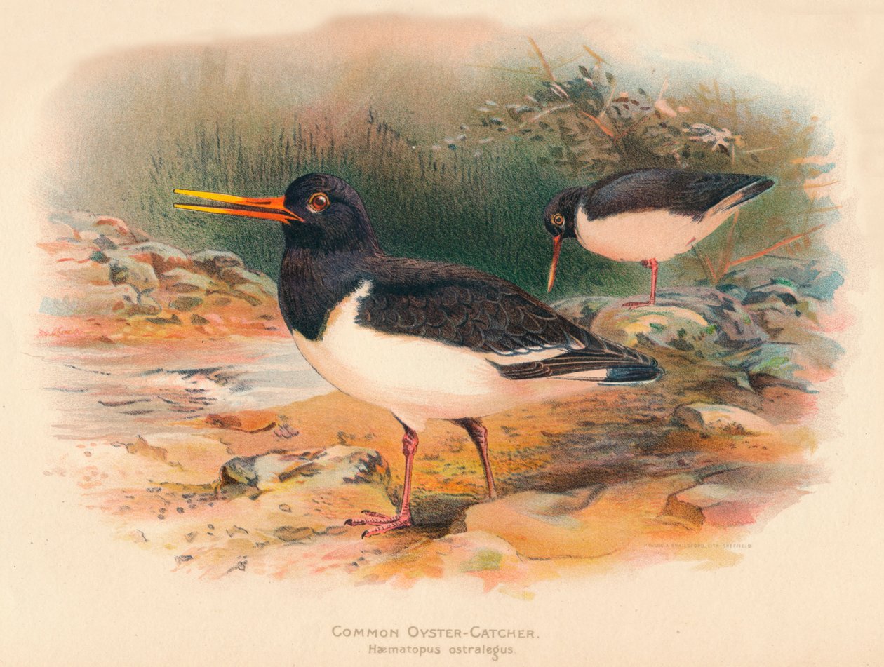 Almindelig østersfanger Haematopus ostralegus, 1900, 1900 af Charles Whymper