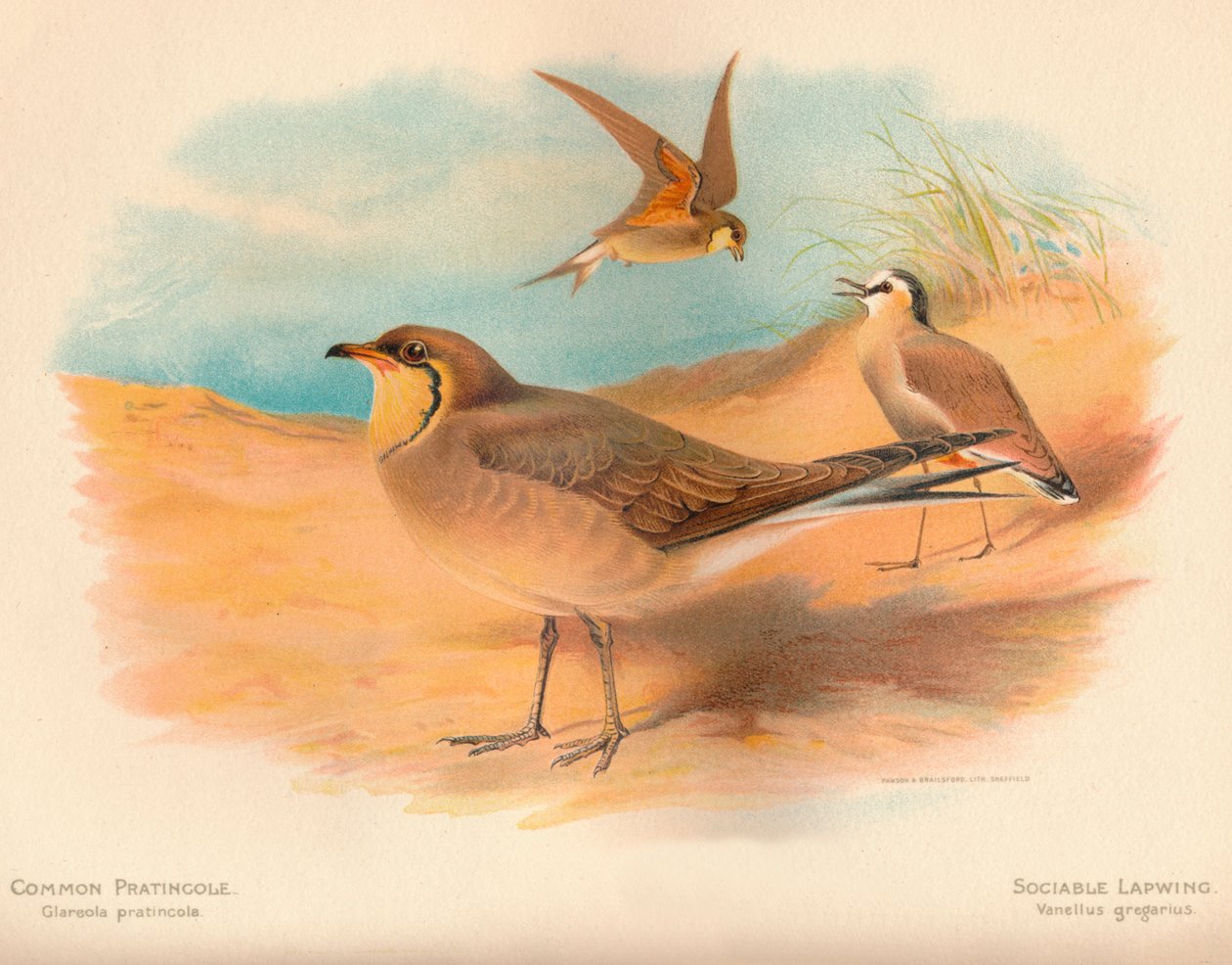 Almindelig Pratincole Glareola pratincola, selskabelig vibe Vanellus gregarius, 1900, 1900 af Charles Whymper