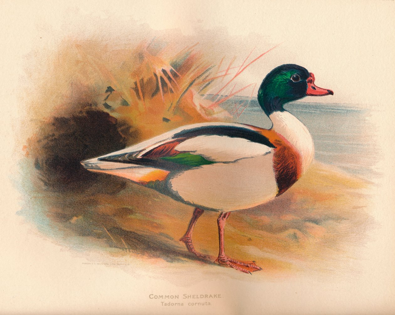 Almindelig Sheldrake Tadorna cornuta, 1900, 1900 af Charles Whymper