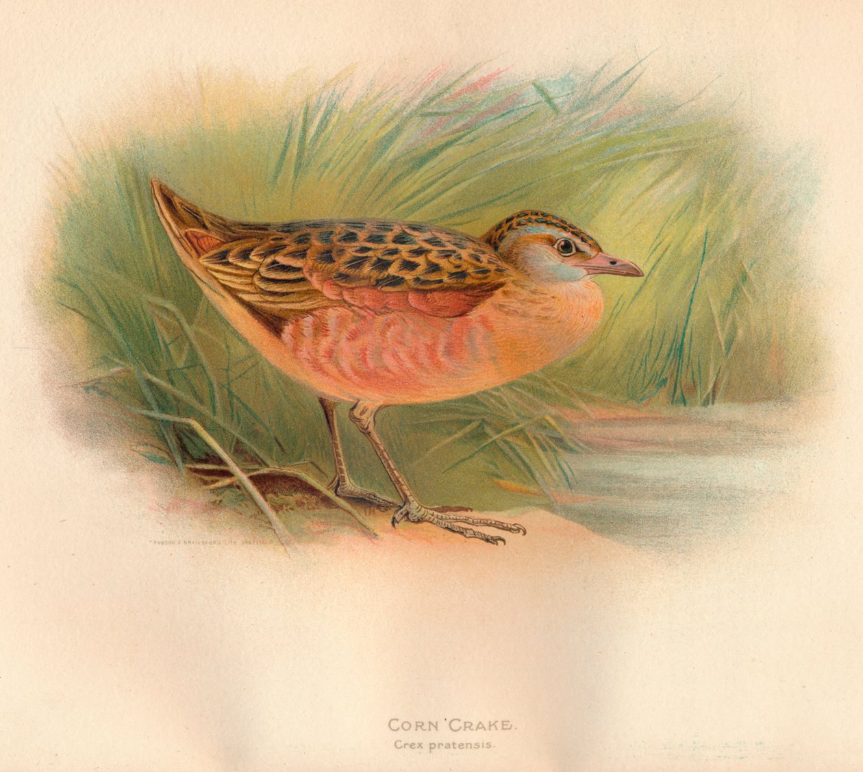 Majssnurre Crex pratensis, 1900, 1900 af Charles Whymper