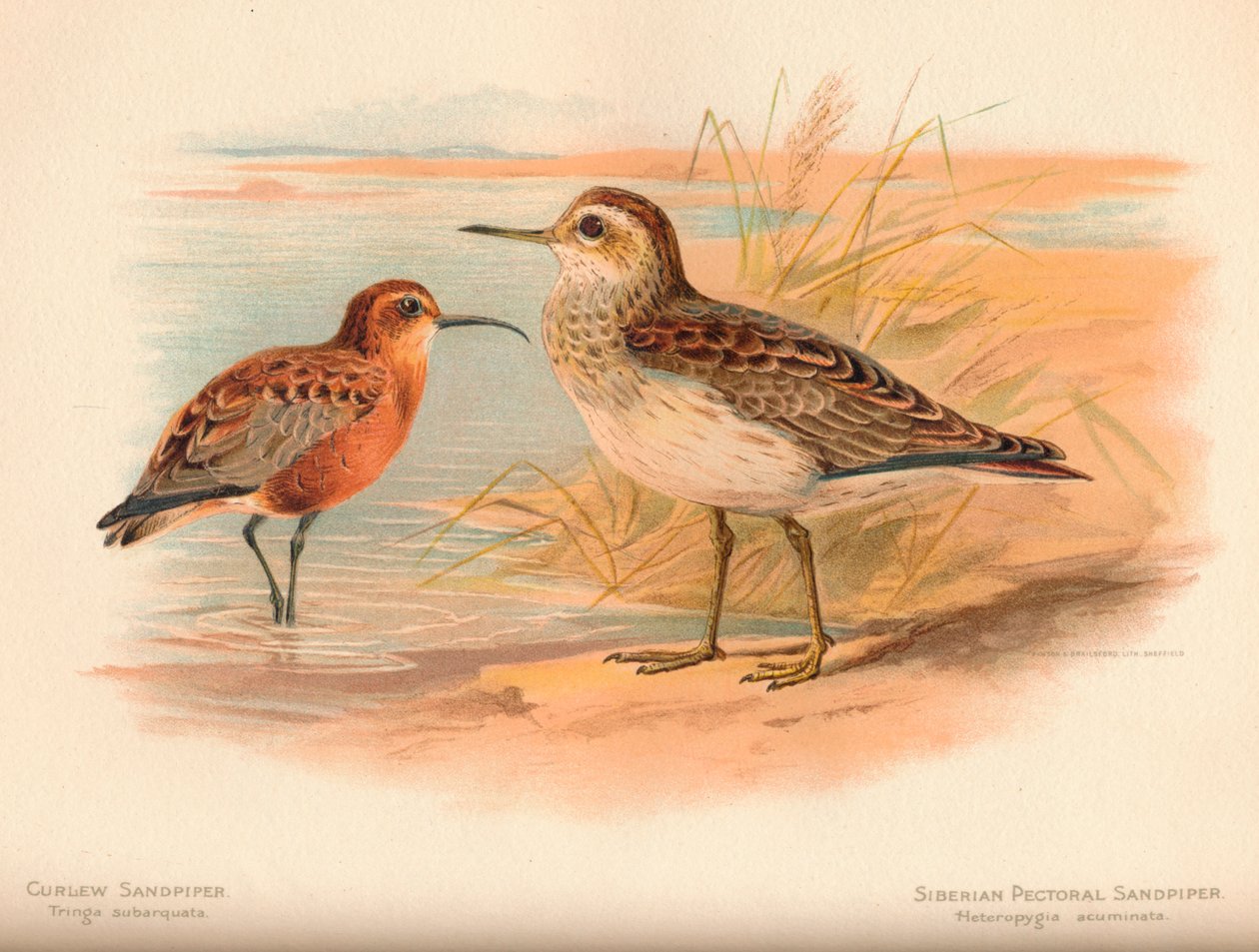 Krøllestribe Tringa subarquata, sibirisk brystslider Heteropygia acuminata, 1900, af Charles Whymper