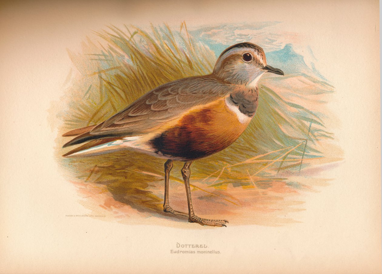 Dotterel Eabhasias morinellus, 1900, 1900 af Charles Whymper