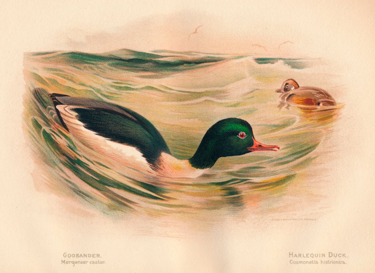 Goosander Merganser hjul, Harlekin Duck Cosmonetta histrionica, 1900, 1900 af Charles Whymper