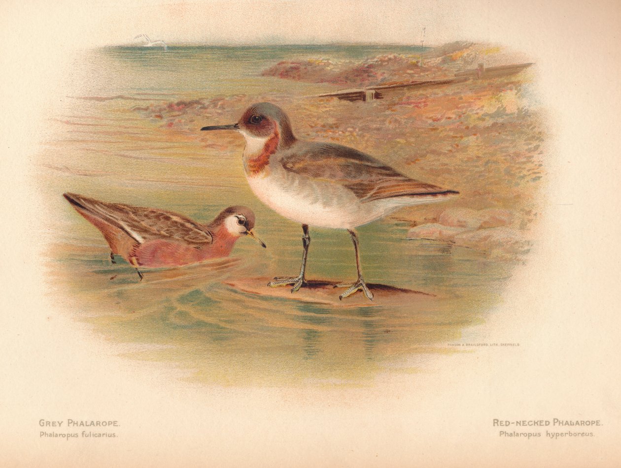 Gråphalarope Phalaropus fulicarius, Rødhals Phalarope Phalaropus hyperboreus, 1900, 1900 af Charles Whymper