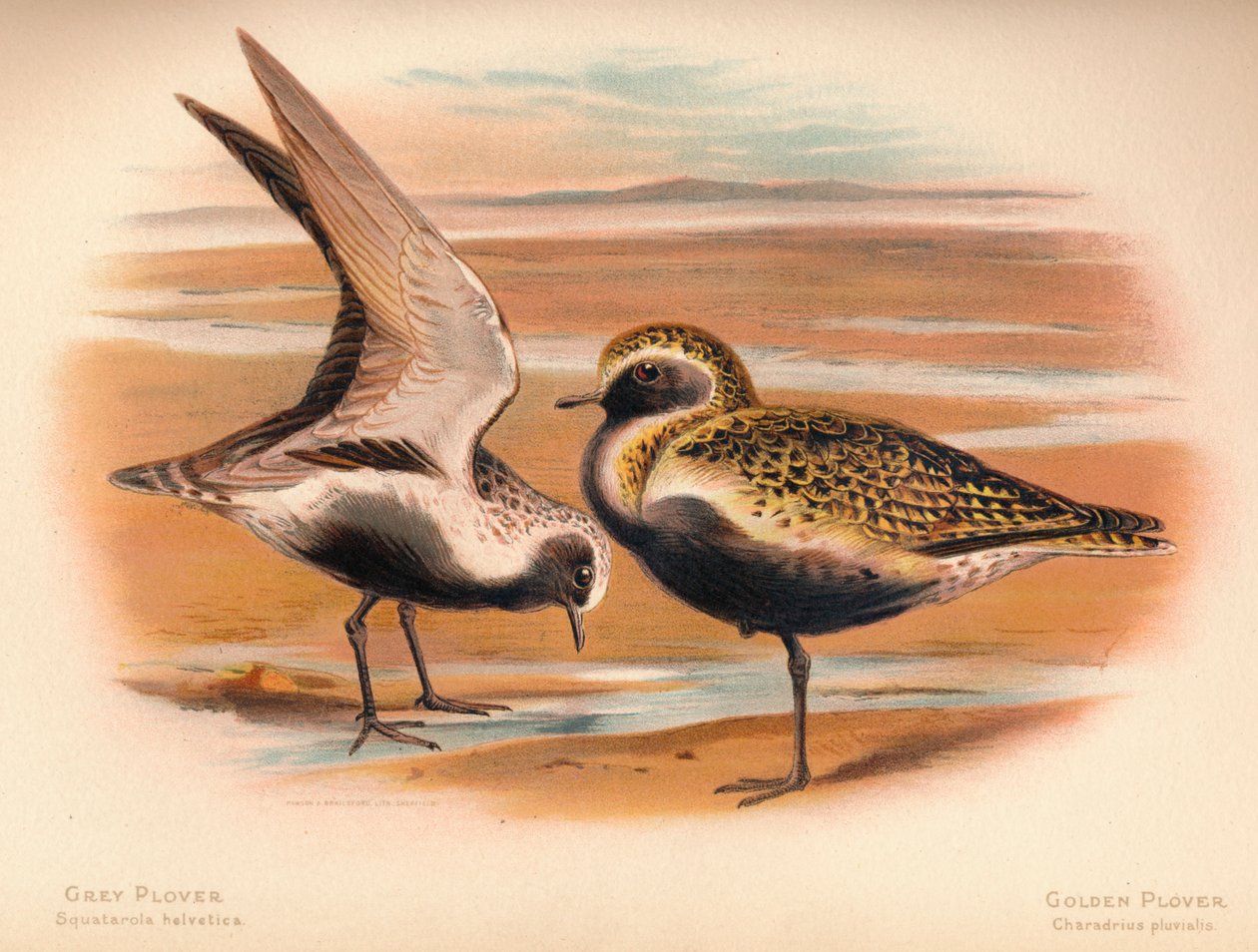 Gråhøne Squatarola helvetica, Gylden Plovre Charadrius pluvialus, 1900, 1900 af Charles Whymper