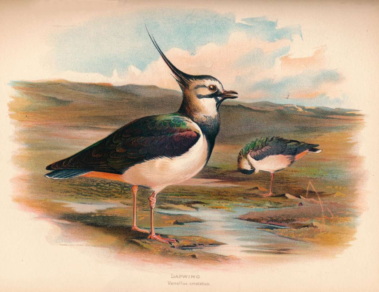 Vibe Vanellus cristacus, 1900, 1900 af Charles Whymper