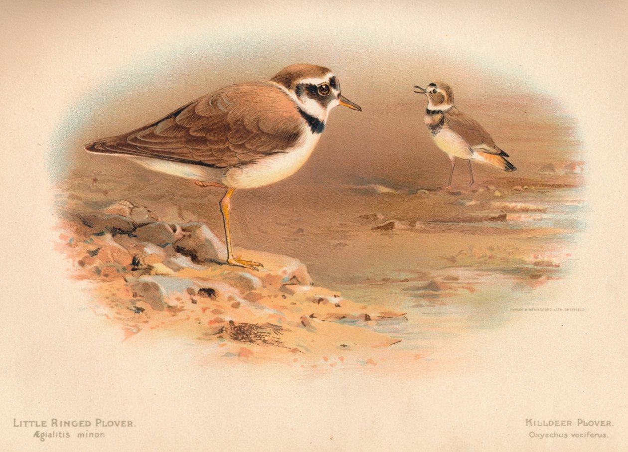 Lille ringhøne Aegialitis minor, Hjortehøne Oxyechus vociferus, 1900, 1900 af Charles Whymper