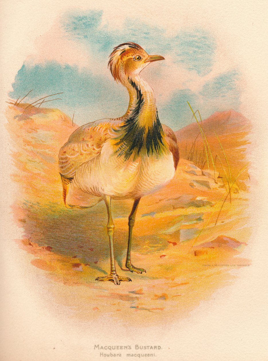 Macqueens Bustard Houbara macqueeni, 1900, 1900 af Charles Whymper
