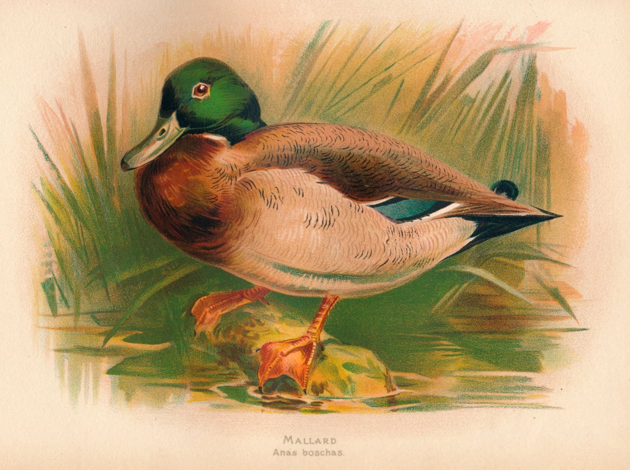 Græsand Anas boschas, 1900, 1900 af Charles Whymper