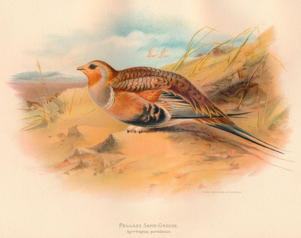 Pallass Sand-Rype Syrrhaptes paradoxus, 1900, 1900 af Charles Whymper