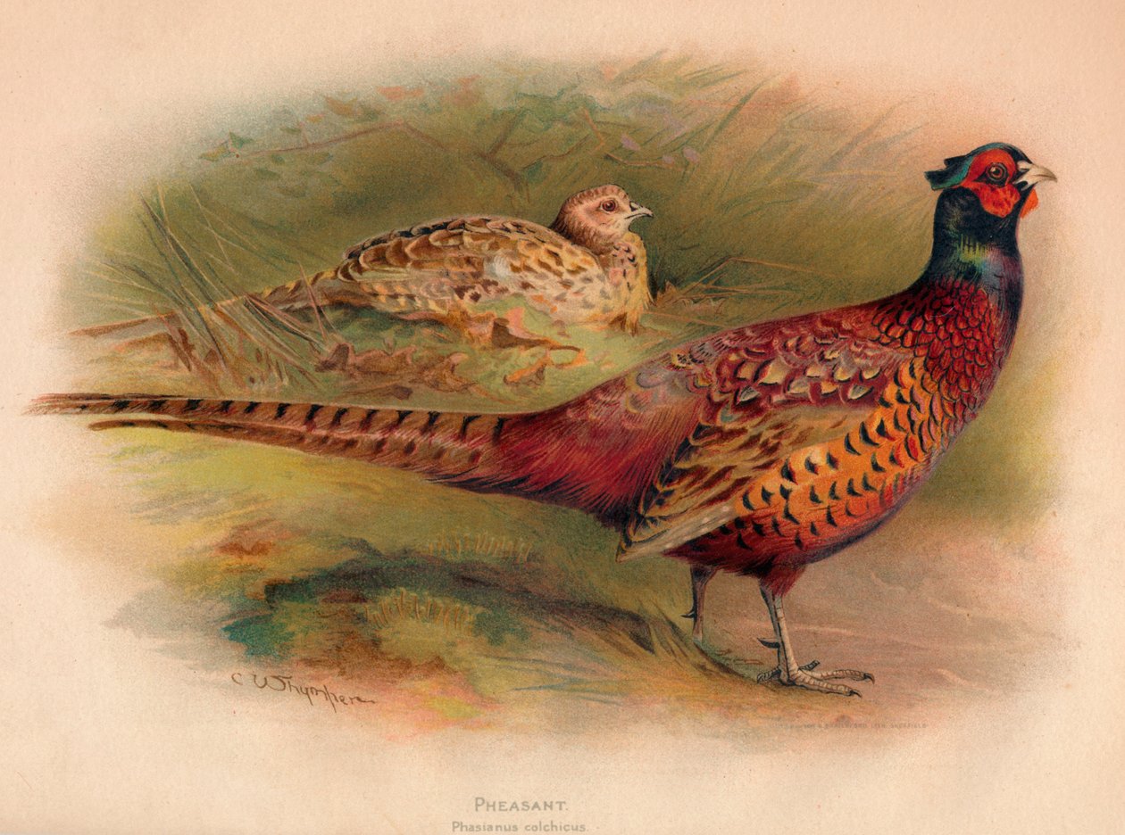 Fasan Phasianus colchicus, 1900, 1900 af Charles Whymper