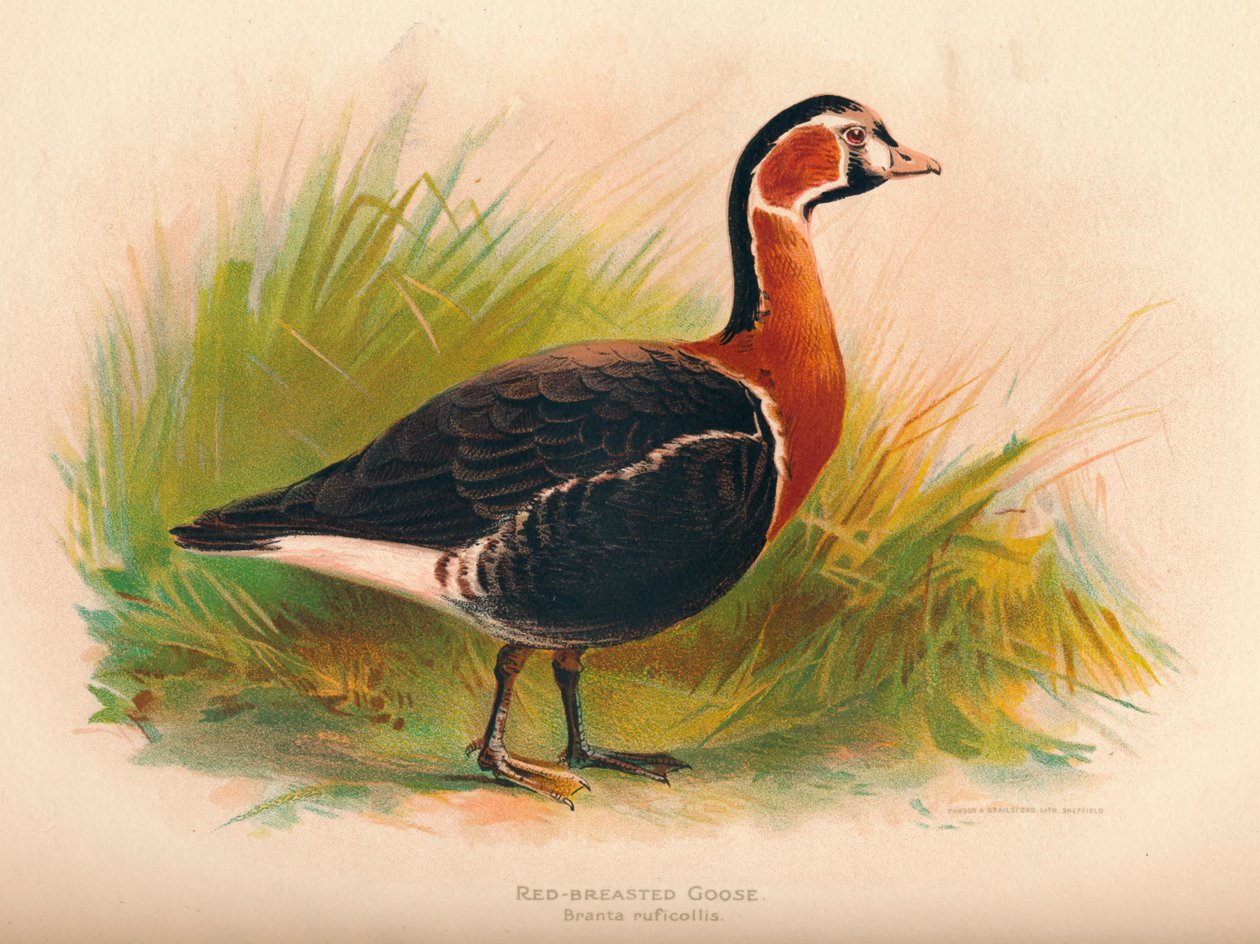 Rødbryst gås Branta ruficollis, 1900, 1900 af Charles Whymper
