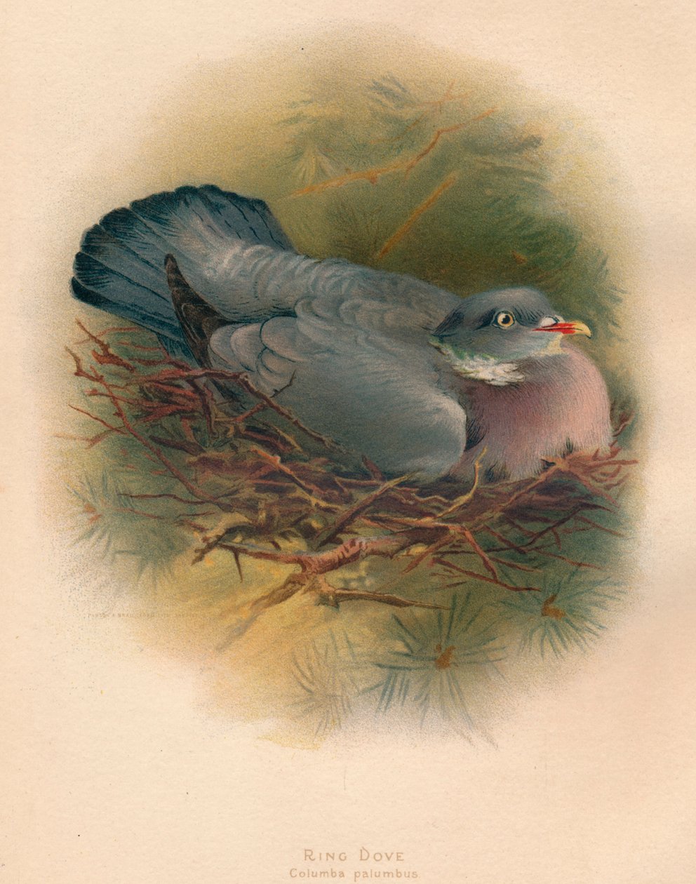 Ringdue Columba palumbus, 1900, 1900 af Charles Whymper