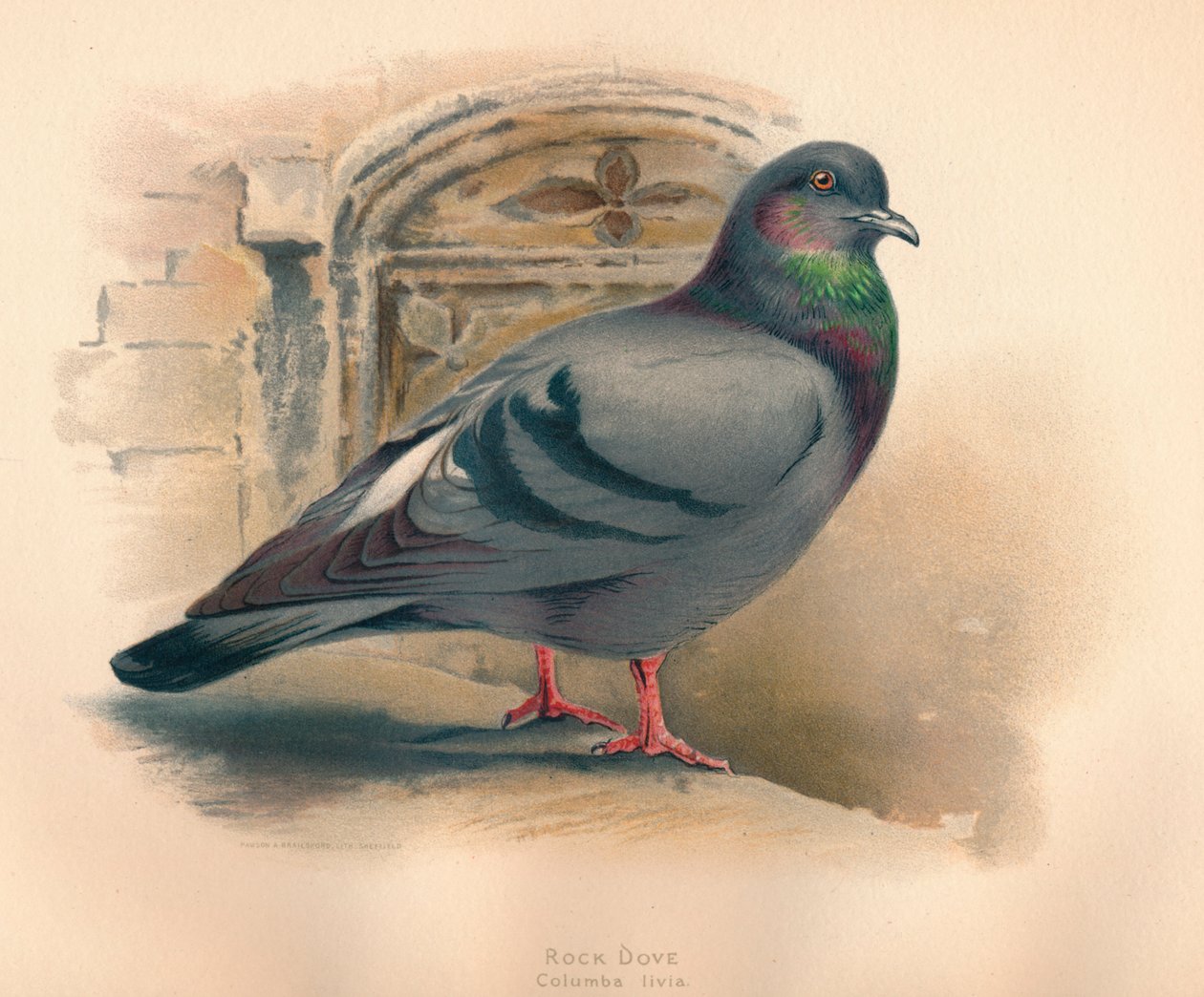 Rock Dove Columba livia, c1900, 1900 af Charles Whymper