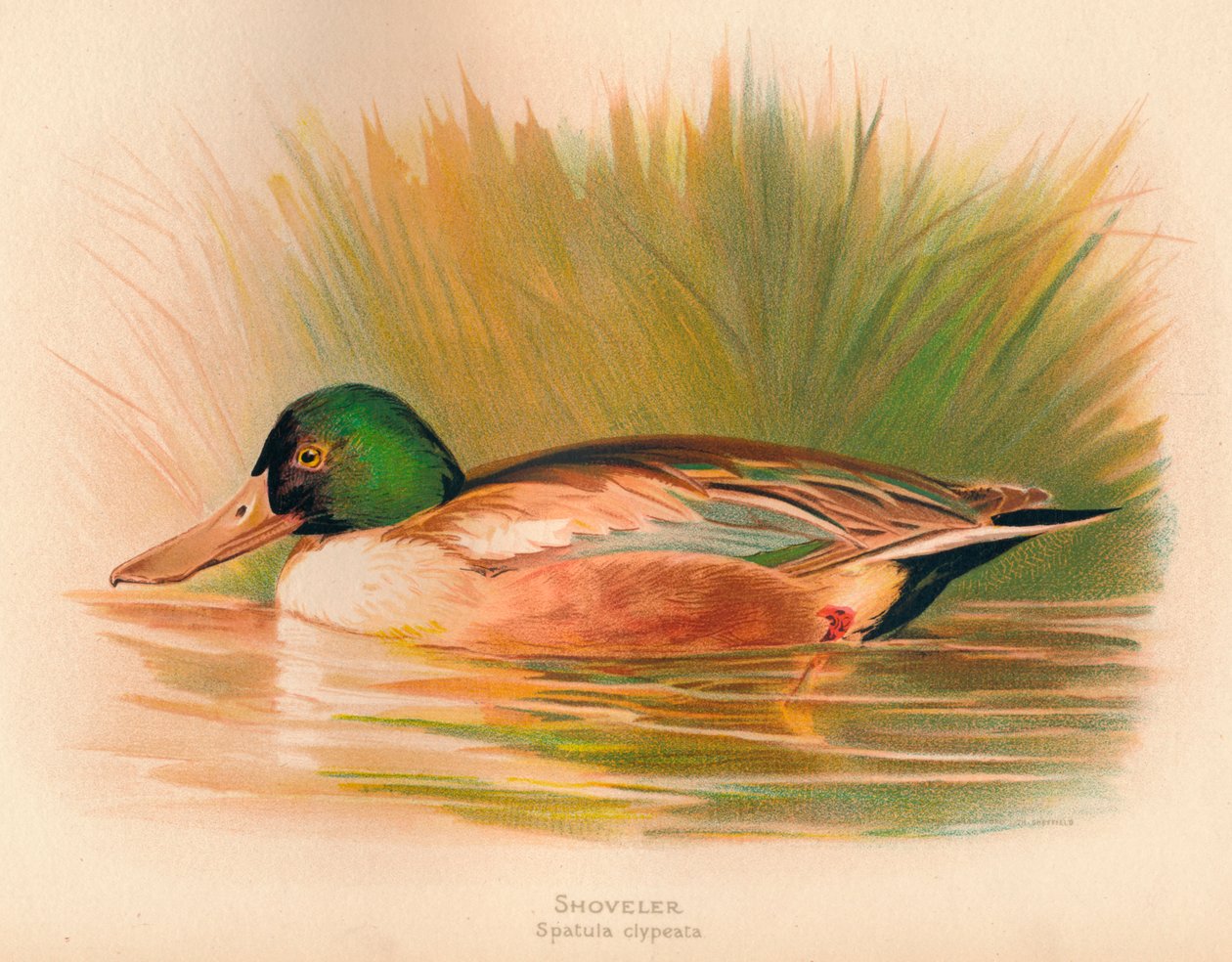 Shoveler Spatula clypeata, 1900, 1900 af Charles Whymper