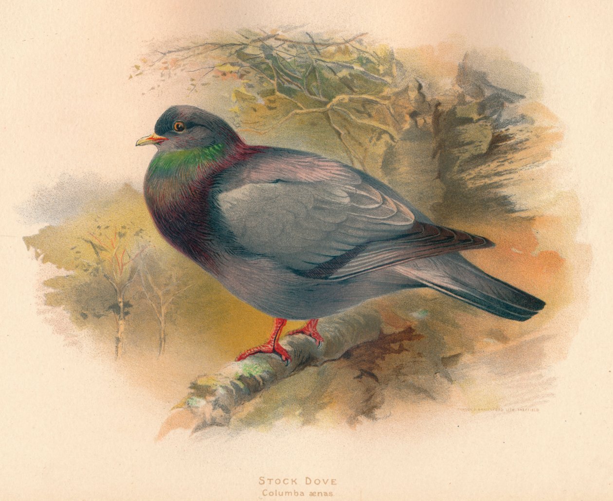 Stockdue Columba aenas, 1900, 1900 af Charles Whymper