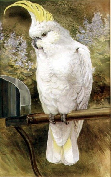 Svovl Crested kakadue af Charles Whymper